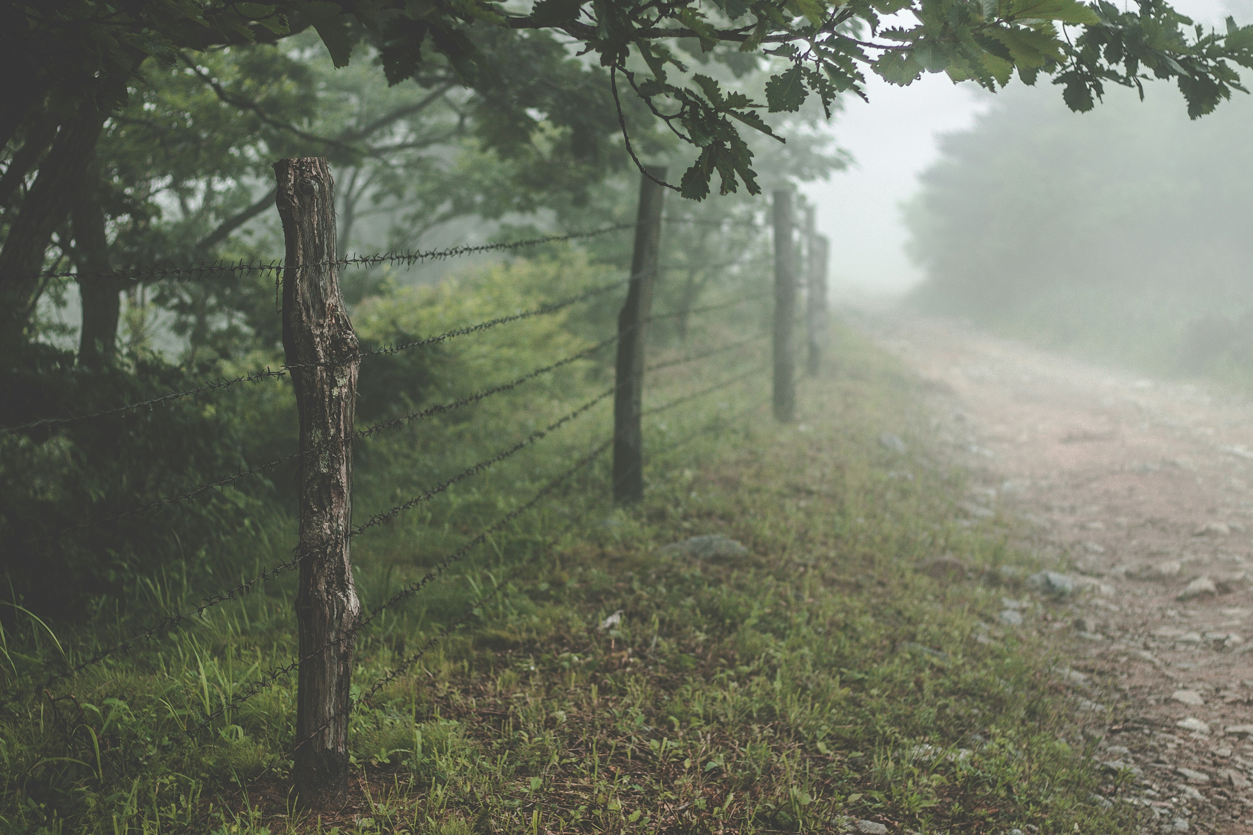 landscape photo of foggy trees